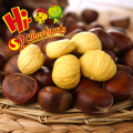 Wholesale Dried Chestnuts for Sale The Best Chestnuts Species--kuancheng Chestnuts Organic Cultivation 24 Months from CN;HEB 5%